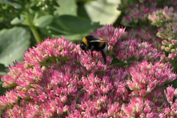bee on a pink flower