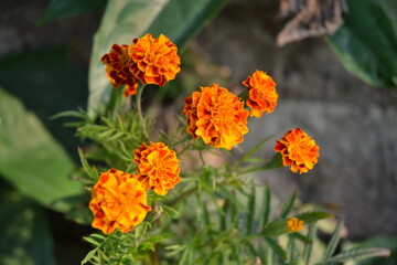 marigold flowers in the garden.