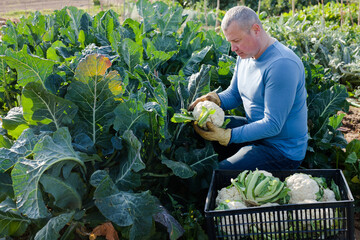 Man professional gardener picking fresh cauliflower to crate in garden outdoor