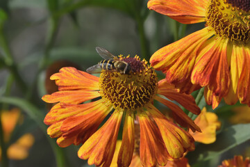 bee on orange flower