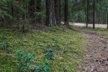 Green moss in a fir forest. Moss and a road through the forest.