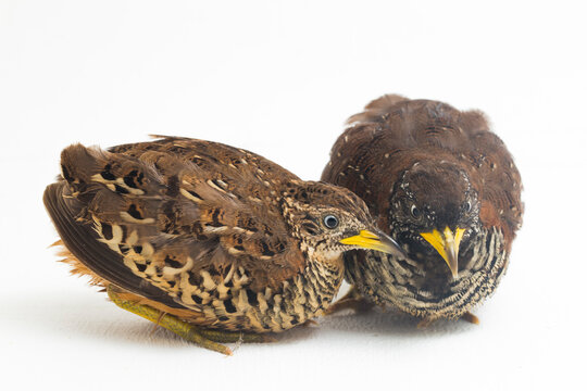 A pair of barred buttonquail or common bustard-quail (Turnix suscitator) isolated on white background