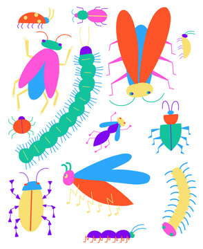 Colorful Insects