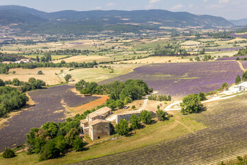 Lavender fields in the Provence region, France