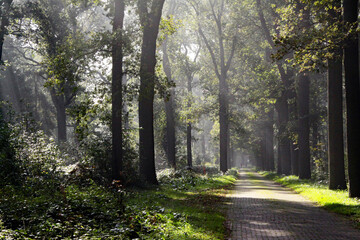 Sunrays in a forest park