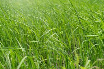 The green leaves of rice in the fields. That follows the wind.