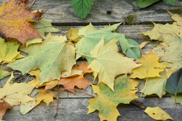 autumn leaves background