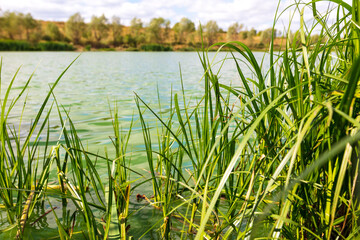 Fototapeta na wymiar Green water in the lake in summer.