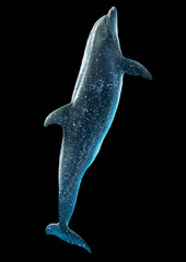 Dolphin is isolated on a black background.