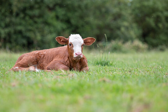 brown and white calf, laying on the grass, staring at you.