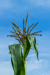 Close up of corn flower  © Gert-Jan van Vliet