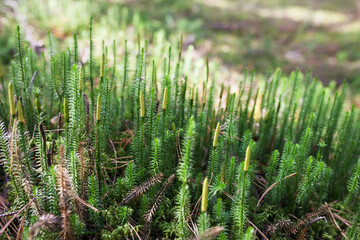 Beautiful green moss in the sunlight, moss closeup, macro. Beautiful background of moss. Moss autumn, forest moss, moss seeds, forest, nature,wildlife