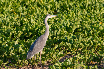 Grey Heron standing in a field of sugar beet