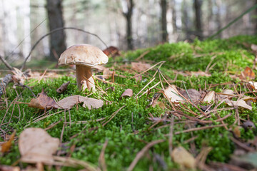 Cute  mushroom is growing in the grass in the forest. Beautiful small brown cap of a cep is in the focus. It is vegetarian diet food.