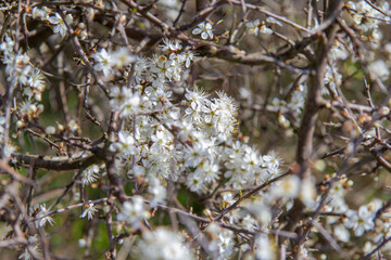 White flowers blossoming