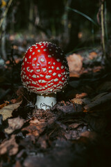 Fly agaric mushroom in autumn forest. Red fly agaric growing in moss. Poison fly agaric mushrooms in nature. Fall season background. Dry leaves. Copy space. Amanita Muscaria or toadstool in forest.