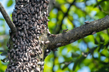 Spotted Lantern Flies on Trees