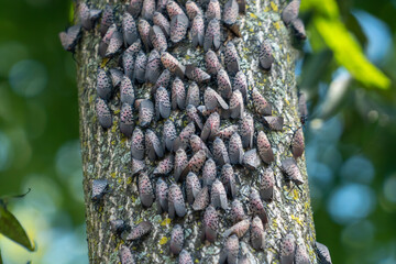 Spotted Lantern Flies on Trees