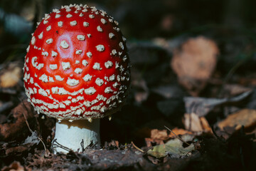 Fly agaric mushroom in autumn forest. Red fly agaric growing in moss. Poison fly agaric mushrooms in nature. Fall season background. Dry leaves. Copy space. Amanita Muscaria or toadstool in forest.