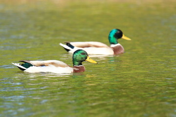 Mallards on the lake; wild ducks male