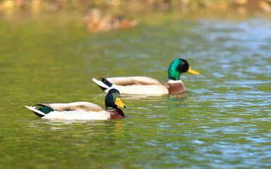 Mallards on the lake; wild ducks male
