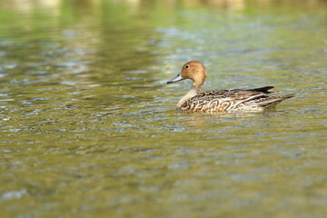 Pintail duck female on the lake