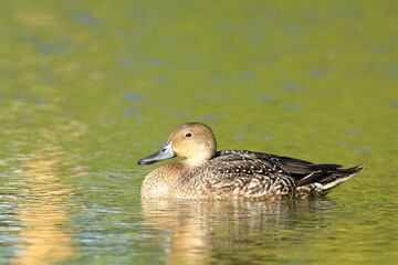 Pintail duck female on the lake