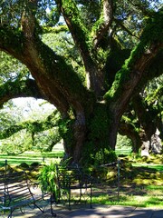 North America, United States, Louisiana, North Vacherie (St. James Parish), Oak Alley Plantation : Louisiana's Creole Heritage Site