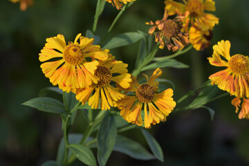 yellow flowers aster helenium in the autumn garden