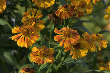 yellow flowers in the garden