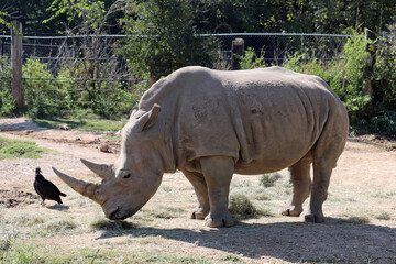 Obraz premium Rhinoceros Natural Setting with Trees and Birds