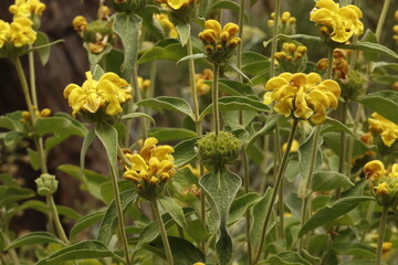 Phlomis showing whorling yellow flowers