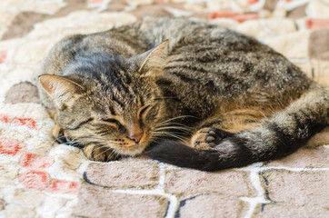 A well-groomed domestic cat sleeps on the bed. Pets.