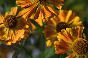 yellow flowers aster helenium in the autumn garden