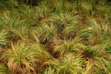 Grasses create pattern in large group - obrazy, fototapety, plakaty