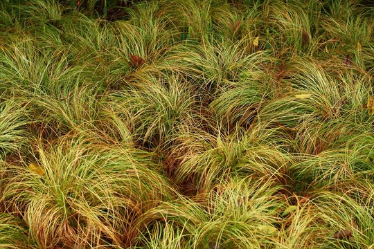 Grasses create pattern in large group