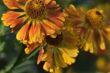 orange flower in the garden