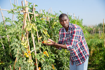 Winegrower harvesting grapes on vineyard. High quality photo