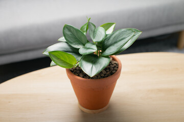 Scindapsus treubii moonlight in clay pot on wooden table in living room. Houseplant. Air Purifying Plants ( for indoor )