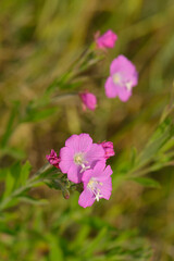 Wiesen-Storchschnabel (Geranium pratense)	
