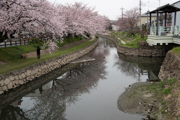 埼玉、元荒川の桜並木