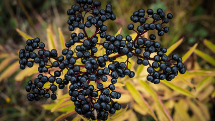 Ripe elderberry growing in the bushes,black elderberry in the countryside