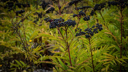  Ripe elderberry,grow elderberry in agriculture
