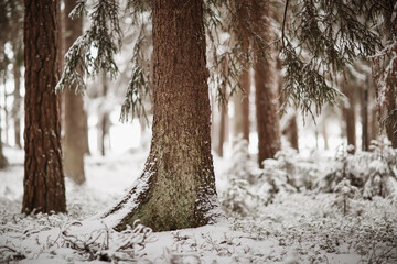 Beautiful trees covered with snow in the winter forest