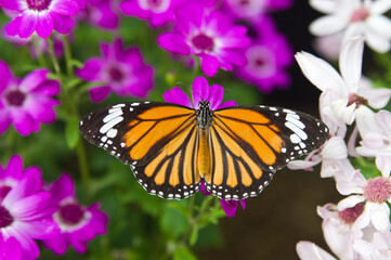 Naklejka na ściany i meble Butterfly is sucking flower nectar. The butterfly is sucking the nectar from the flower. The name of this butterfly is Common tiger. 