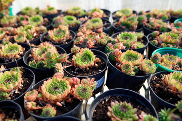 Many Sempervivum Reinhard (houseleek, hen and chick) in flower pots