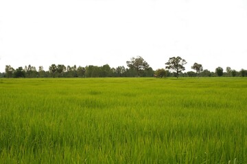 Fototapeta premium Green rice field, green grass in the wind,nature background 