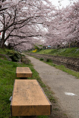 埼玉、元荒川の桜並木