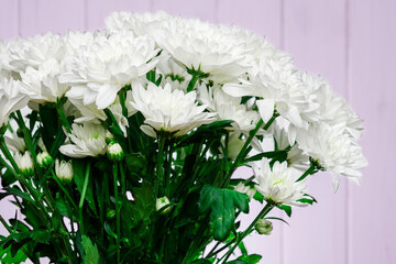Large bouquet of white chrysanthemums with green stalks stands against a white wooden wall