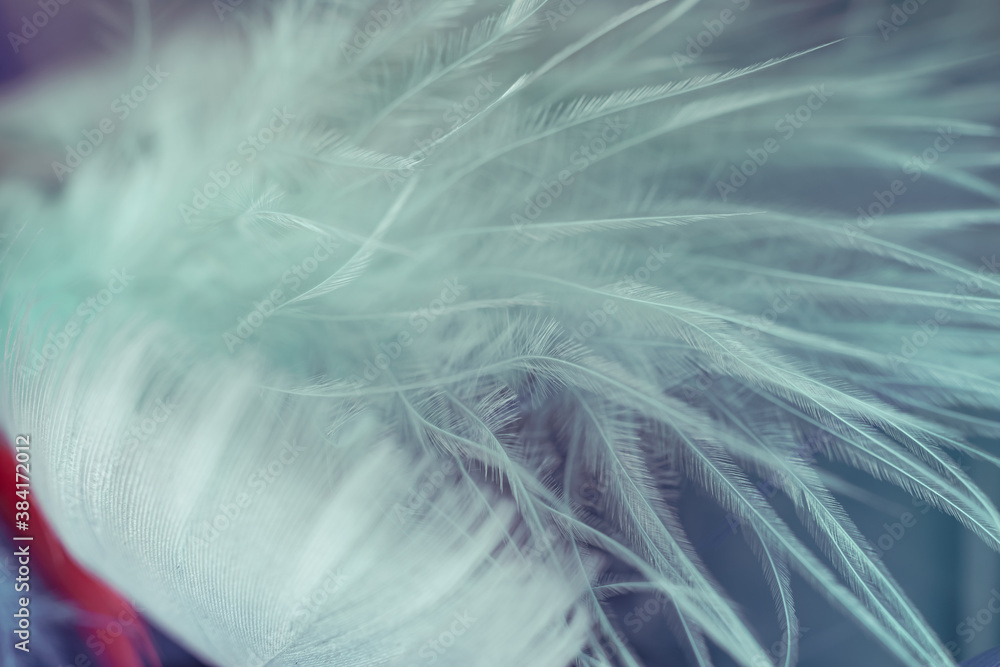 Poster close up bird feather. beautiful background texture. macro photography view.
